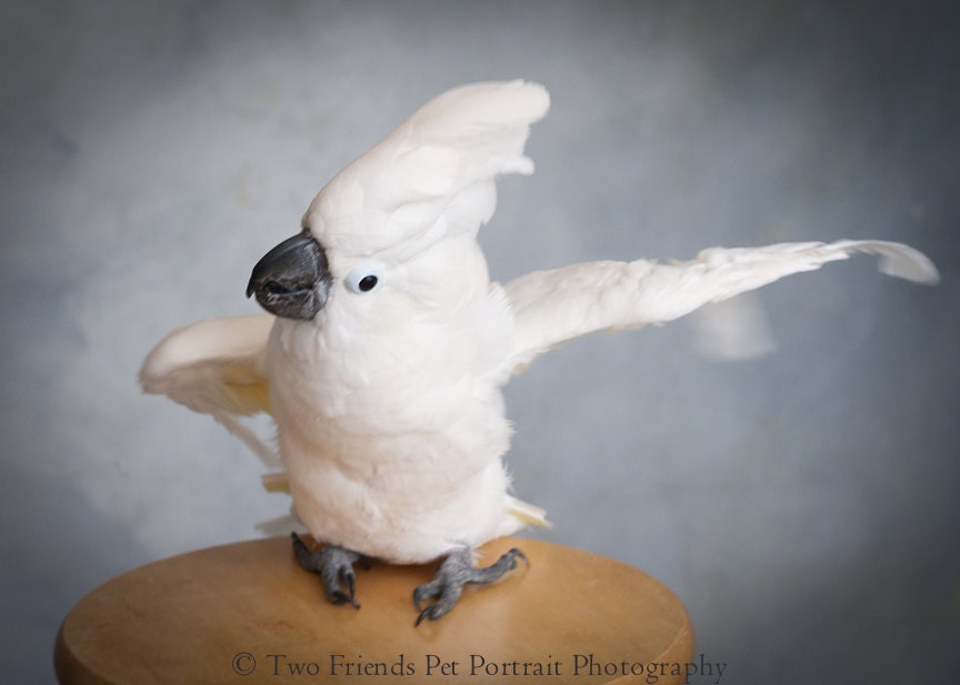 Too Too Cockatoo 2