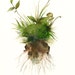 Earth - Archival print, nature art