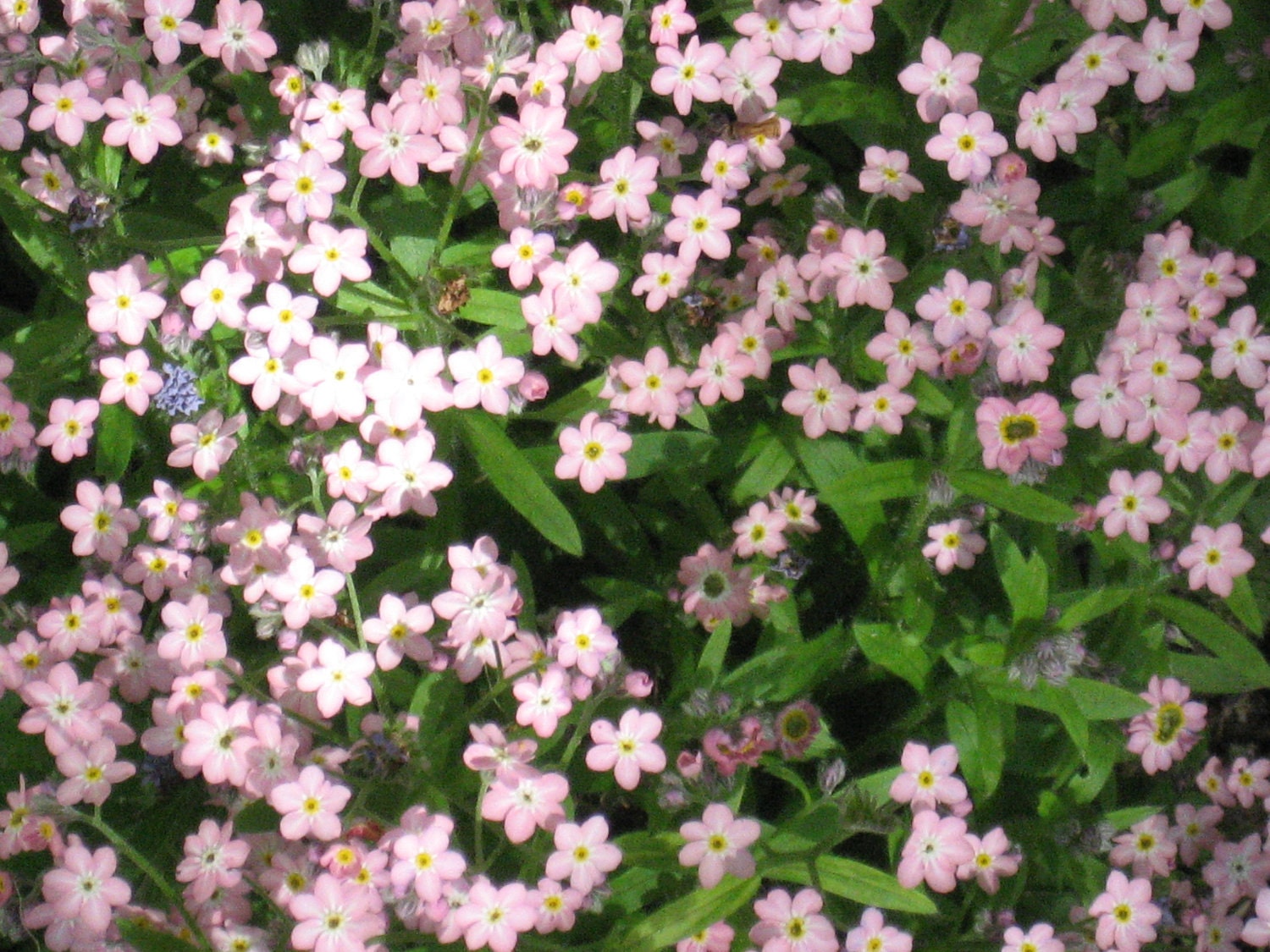 FORGET ME NOTS, 200 seeds,biennial, blooms in spring, good for shady places, mixed colors