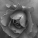 A  Rose - Fine Art Photography