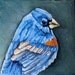 Mini Bird Portrait. Blue Grosbeak.