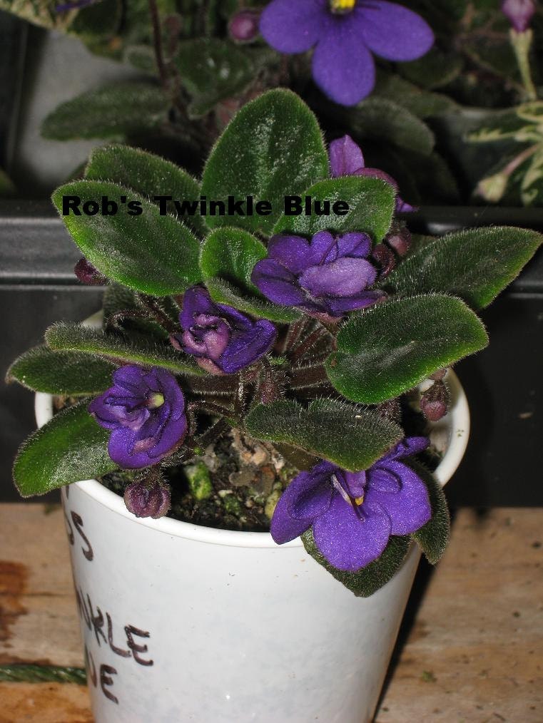 African Violet, live plant, ROB'S TWINKLE BLUE, miniature