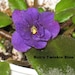 African Violet, live plant, ROB'S TWINKLE BLUE, miniature