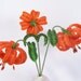 Turk's Cap Lily