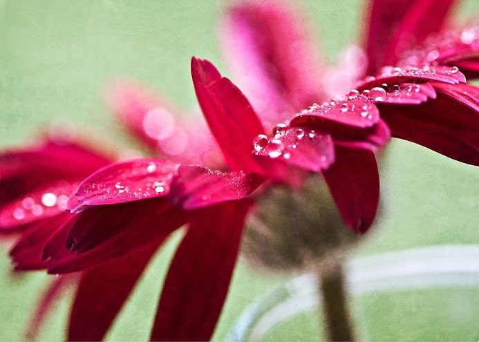Passion - 5x7 Fine Art Print