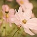 Golden 2 - 5x7 Fine Art Photograph