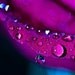 Ready to ship Romantic love rain water drops under 10 women plum purple blue flower - ACEO - Fine Art Photography Print