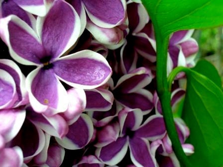 3 Lilac Bush Tree Plant Wholesale Mixed Lot Pink Red Purple White live healthy
