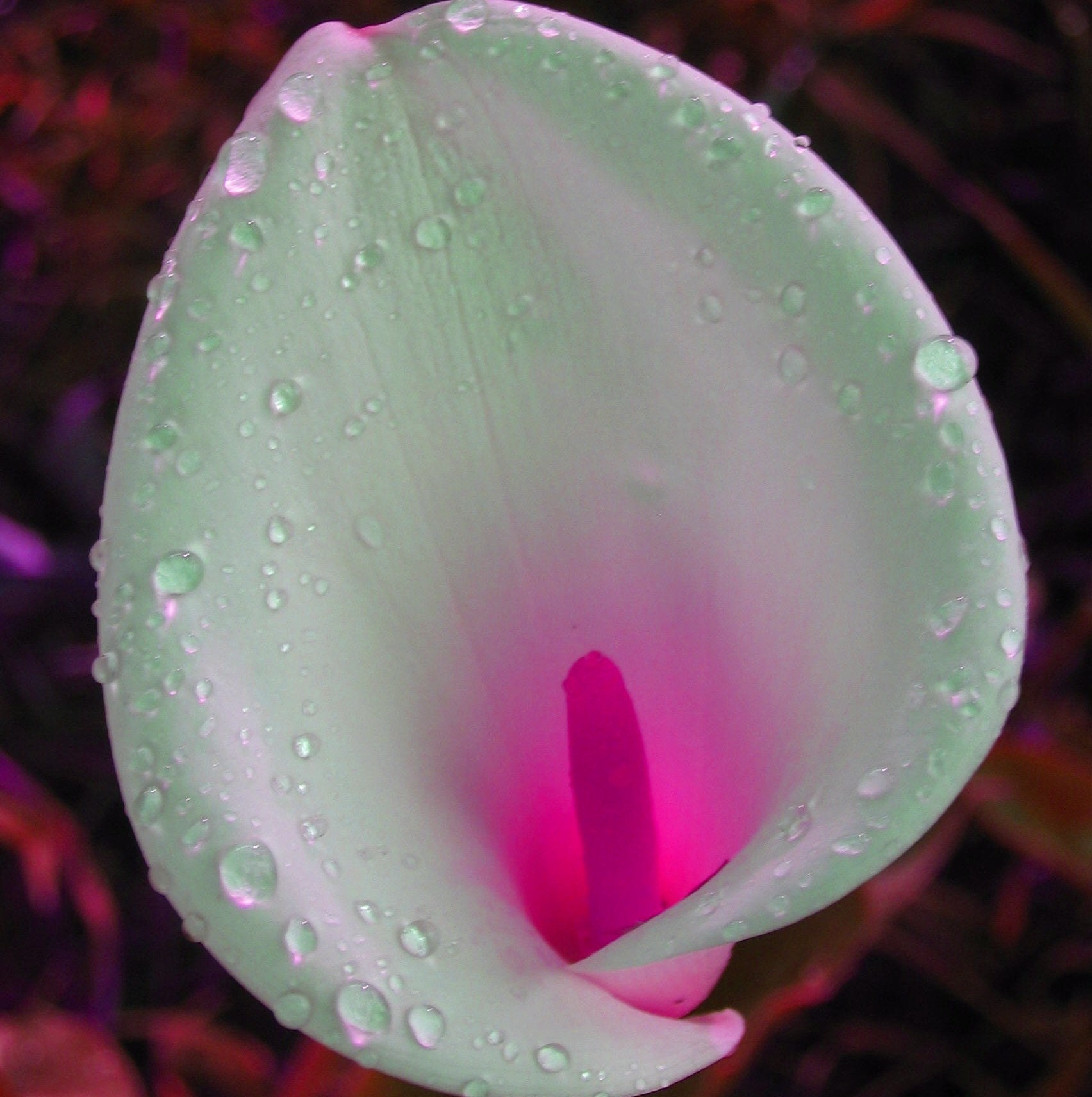 Calla the Wild Note Card Set $16