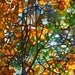 Abstract Fine Art Print - Summer Tree