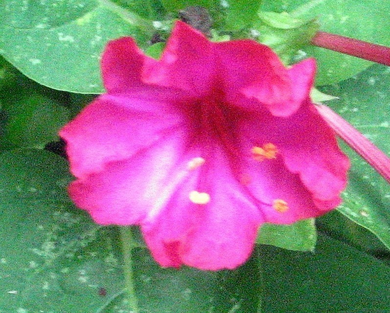 Four O'Clocks, Marvel of Peru, Mirabilis jalapa Organic Heirloom Seeds Night Blooming