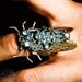 JEWELED CICADA Vintage Steampunk Ring Exclusive by 19 Moons - Neo Gothic Nouveau Alien Insect Bug Brass and Silver and Swarovski Crystal Jewel - Unisex FALL Ready To Ship