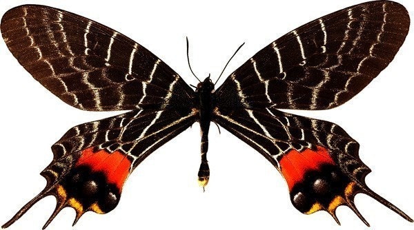  MARIPOSAS PARA DECOUPAGE