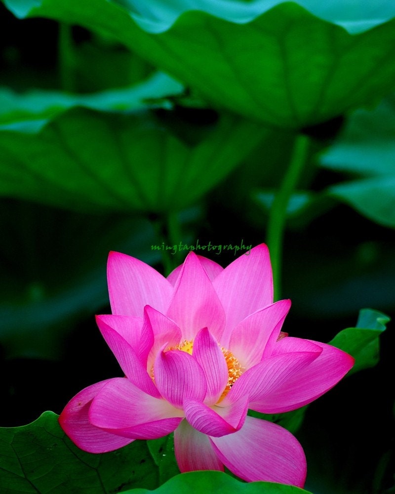Lotus Blossom nursery art