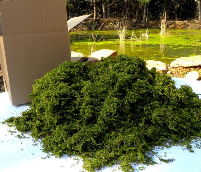 Loose Moss in BULK 10x10x10 Wedding DecorBasket fillerwoodland 