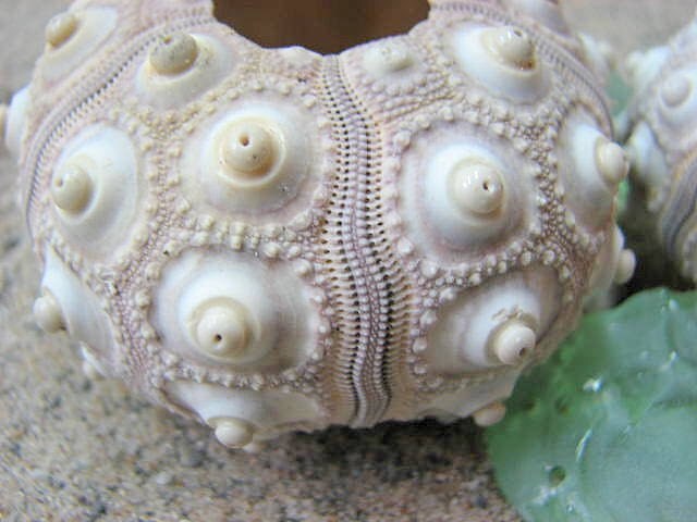 Beach Decor Seashells Sputnik Sea Urchins 3pc Med for Beach Weddings or