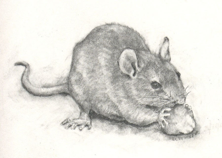 The Nibbler Print of charcoal drawing Rat Mouse Gerbil