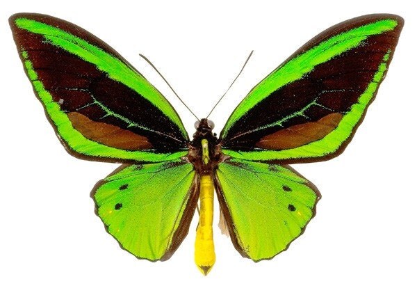  MARIPOSAS PARA DECOUPAGE