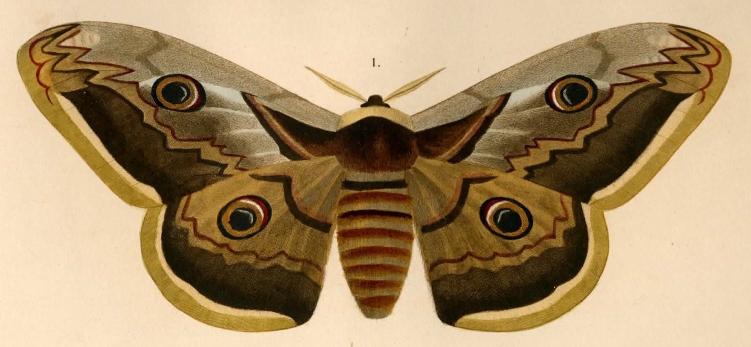  MARIPOSAS PARA DECOUPAGE