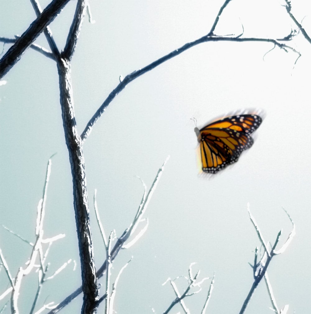 Monarch Butterfly and Bare Tree Branches