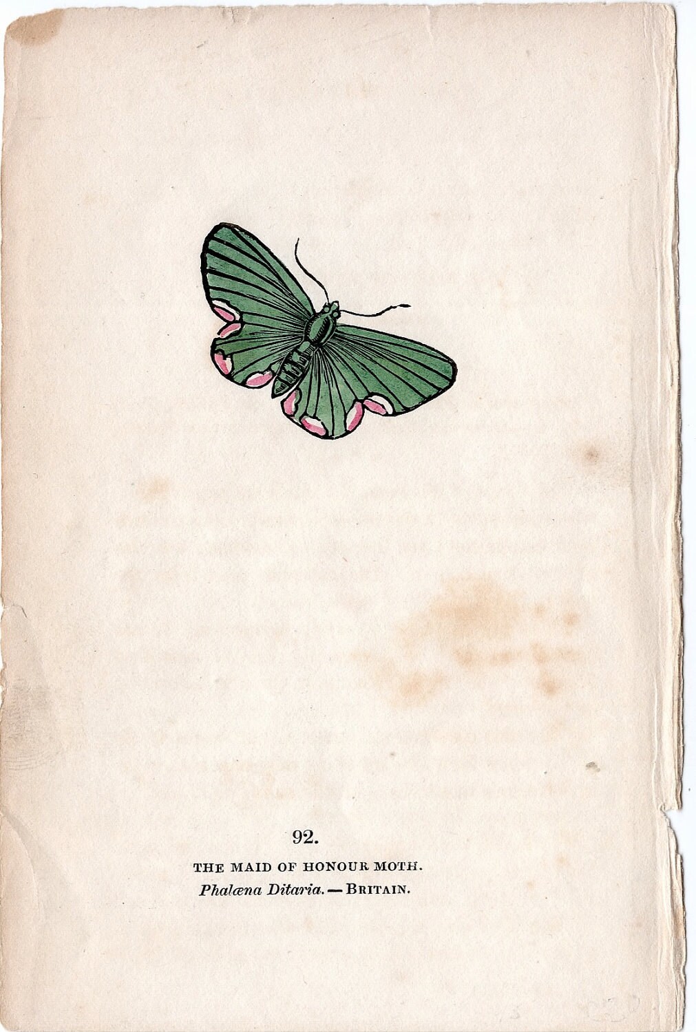  MARIPOSAS PARA DECOUPAGE