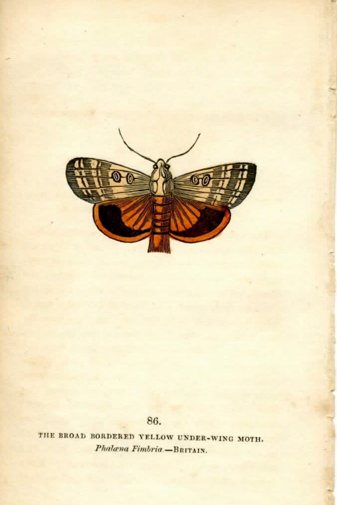  MARIPOSAS PARA DECOUPAGE