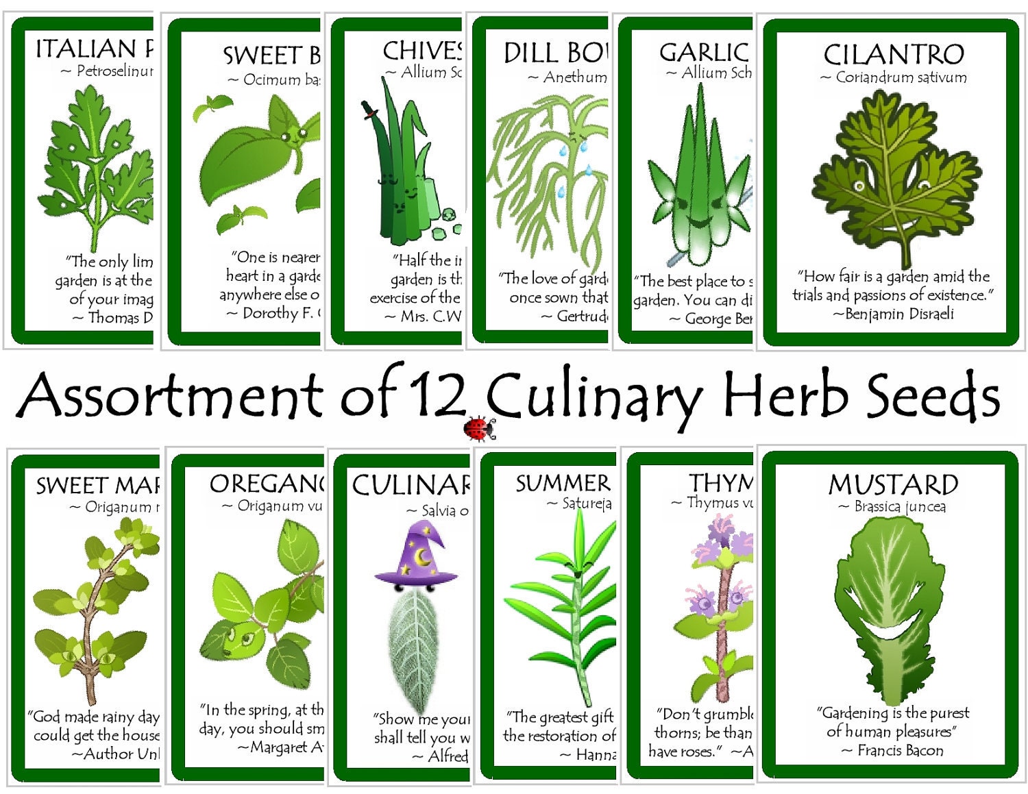 Herb Dill Bouquet Seeds Packet