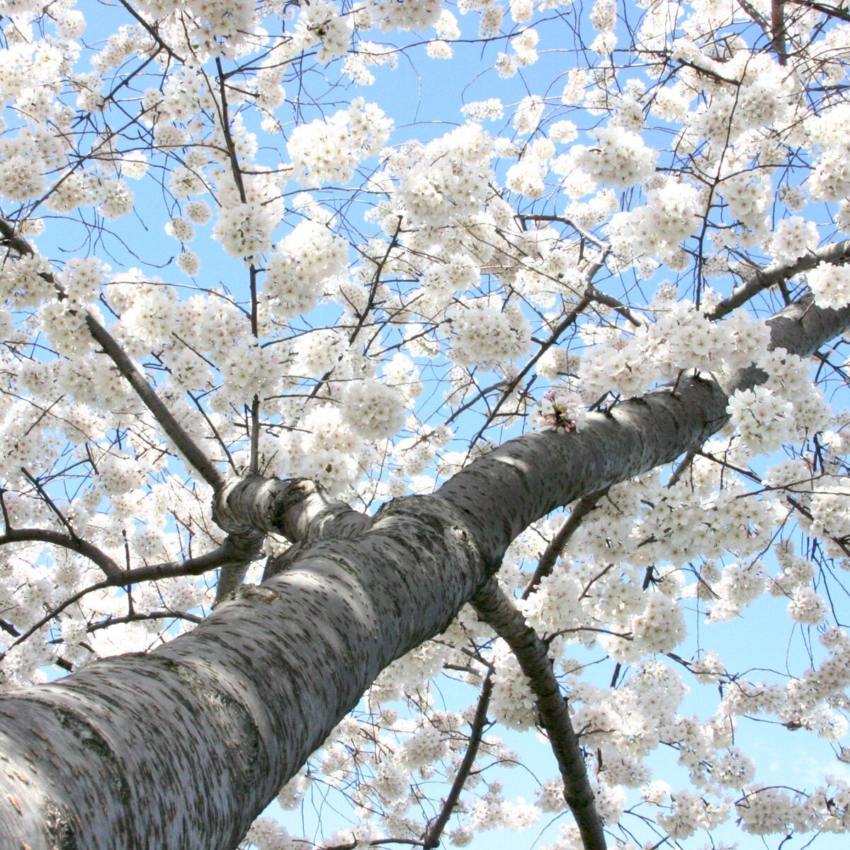 white flowering cherry tree my style pinterest white flowering cherry tree my style pinterest