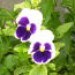 NancysGarden