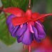 cobylyn
