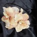 BeautifulBlossoms
