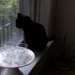ChloesWindow
