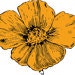 WildPoppyFrameCo