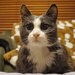 manyathecat