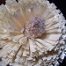 ivorypearlbridal