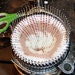 craftandrelease