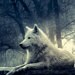 LoneWhiteWolf