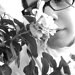 gypsumrose
