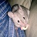 kiwiwade