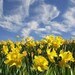 daffodildaydream