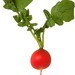 Redzenradish