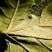 tylidae