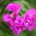 Flora