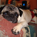 woofwraps