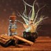 Miniatures11