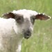PatternAndDesignFarm