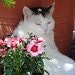 WhiteGhostCatshark