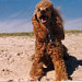 Poodle wallach