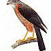 Sparrowhawk