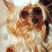 Dukie PufferNagle